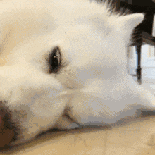 220_220gif 动态图 动图
