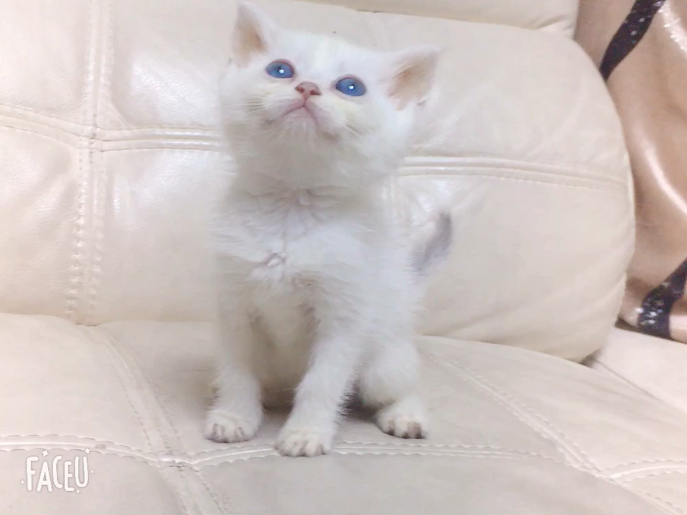 蓝眼睛银点宝宝找新家