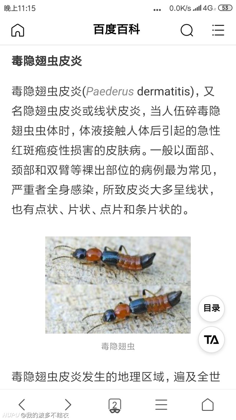 刚消灭一只隐翅虫,什么水平