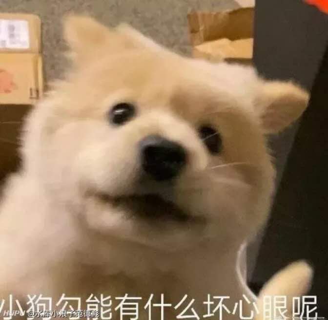 小狗勾能有什么坏心眼 虎扑