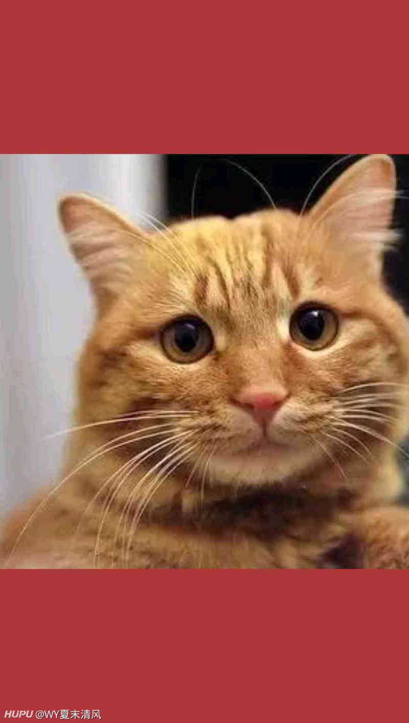 黄色的狸花猫也叫黄狸猫 有中国虎斑猫之称 家有萌猫 虎扑 黄色的狸花猫也叫黄狸猫 有中国虎斑猫之称 家有萌猫 虎扑