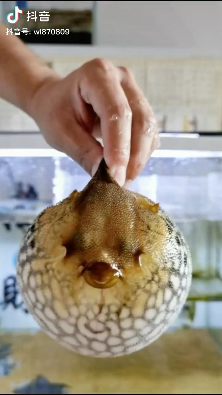 终于知道河豚是如何充气放气的了