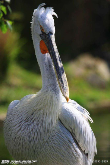 引用 @rui2484783 发表的  鹈鹕嘴圆的调戏
