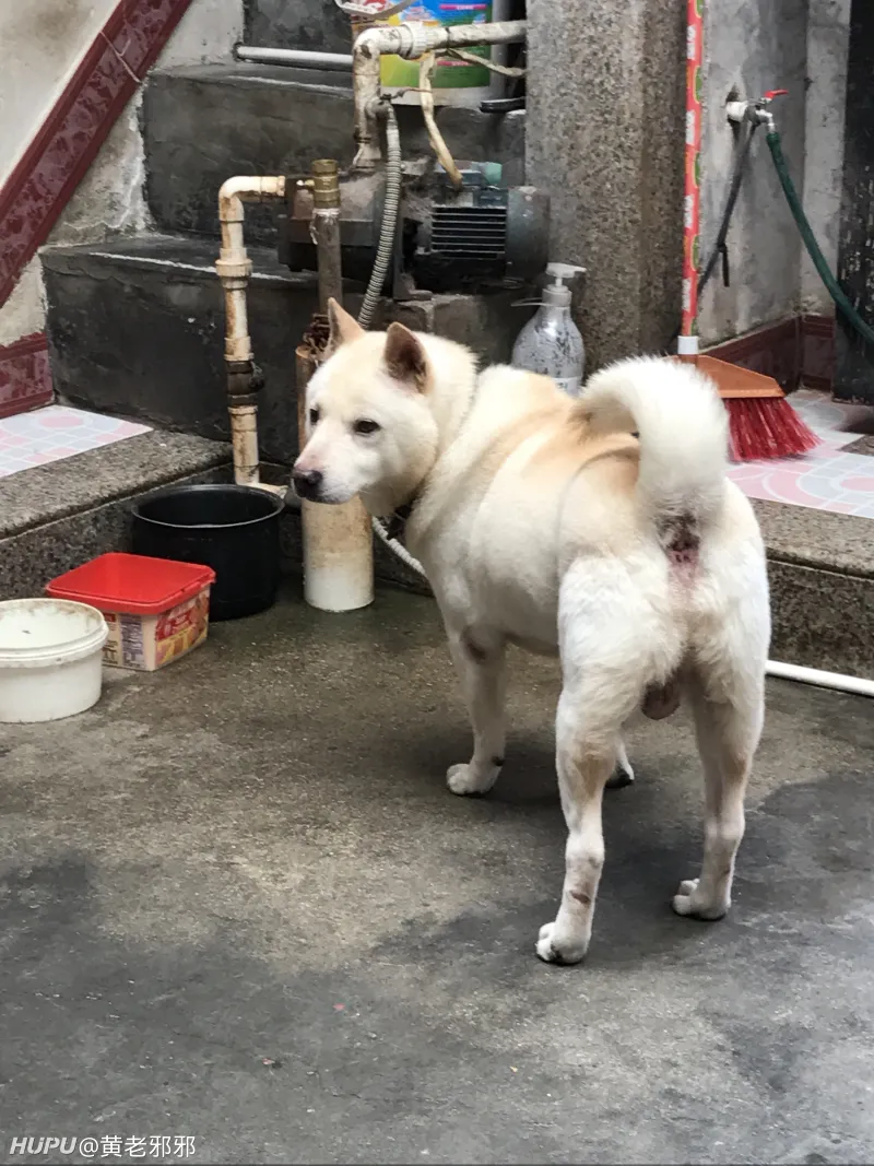 日本秋田 国犬 已经面临灭绝 中国田园犬还有多远 Zt 第9页 步行街主干道 虎扑社区 日本秋田 国犬 已经面临灭绝 中国田园犬还有多远 Zt 第9页 步行街主干道 虎扑社区