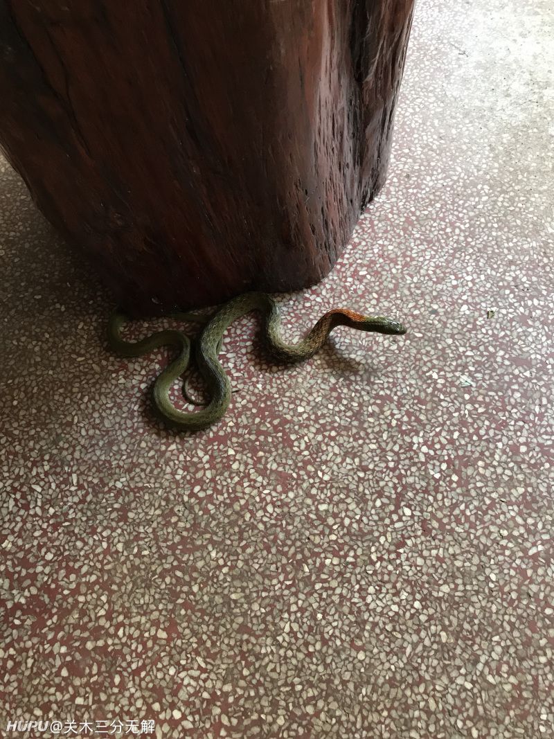 家里跑进一条蛇来,是什么品种?