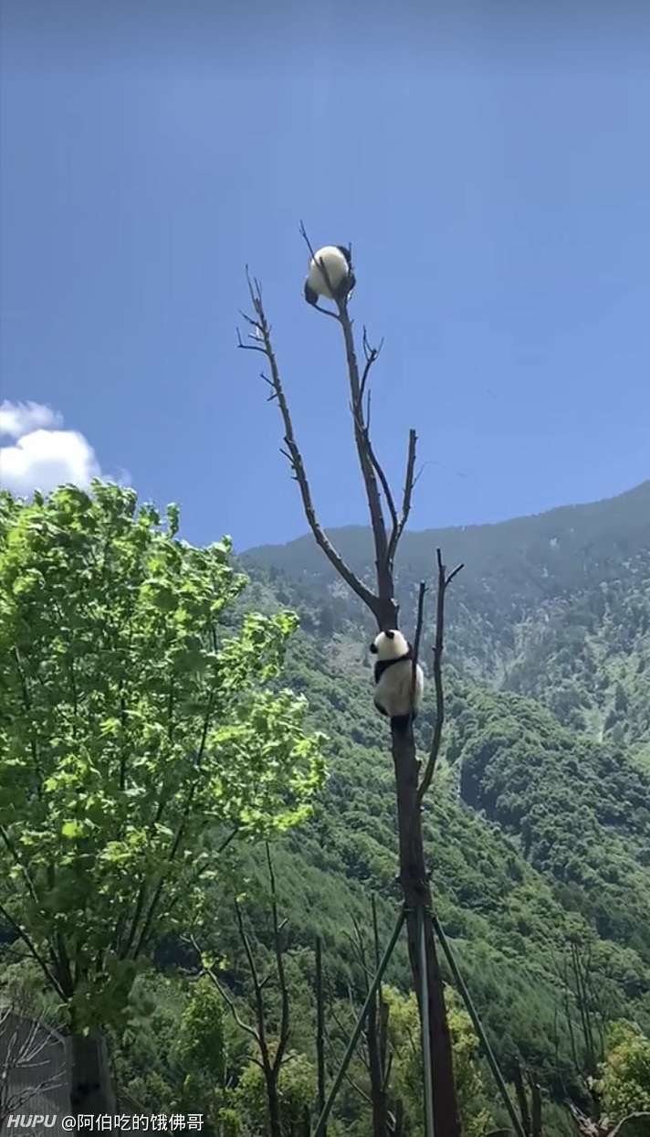 全部回帖  引用 @盛京女票客 发表的   这是熊猫躲避天敌的本领,瘫痧