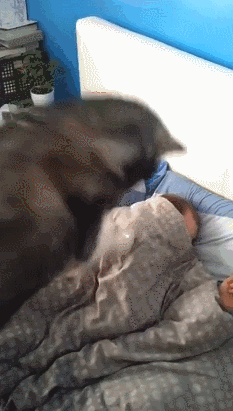 233_411gif 动态图 动图