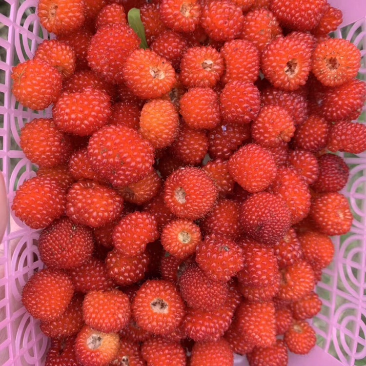 这果子在你们那怎么说