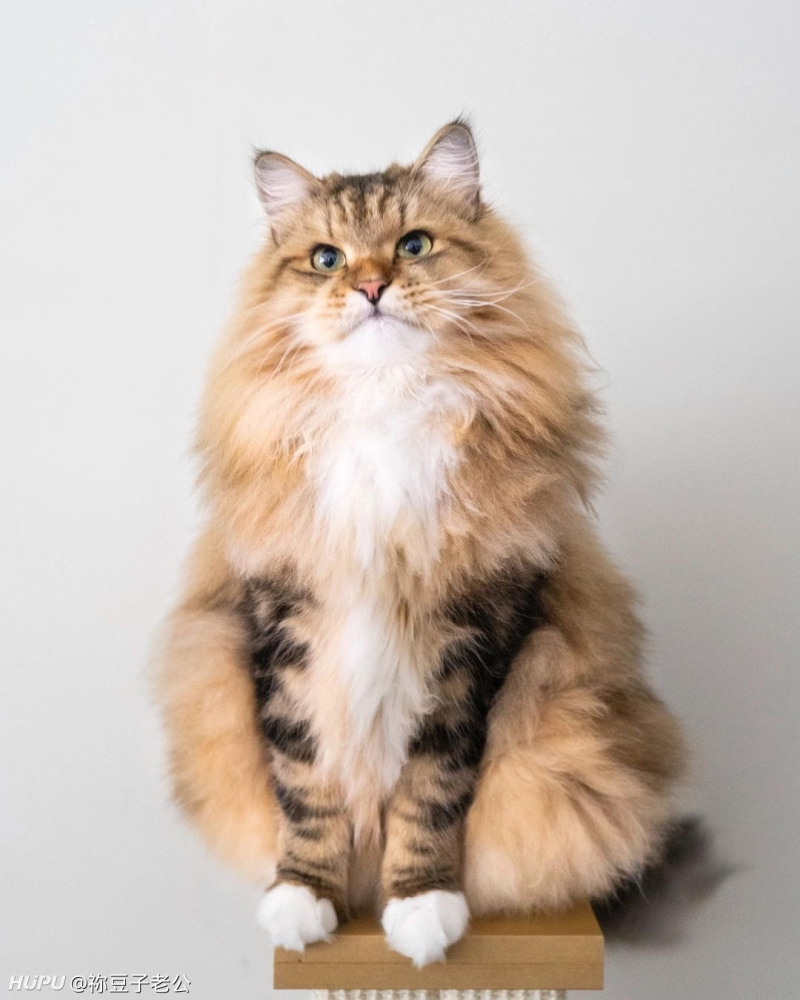 不懂就问除了金渐层另外的都是什么猫 虎扑