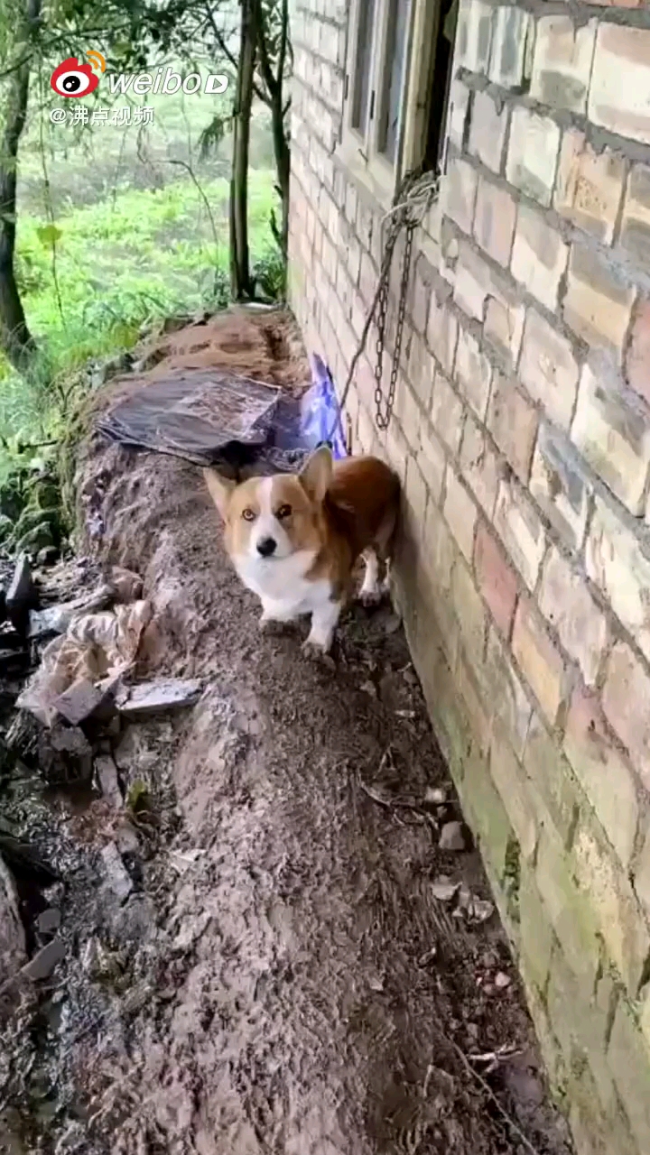 柯基变成看鸡狗