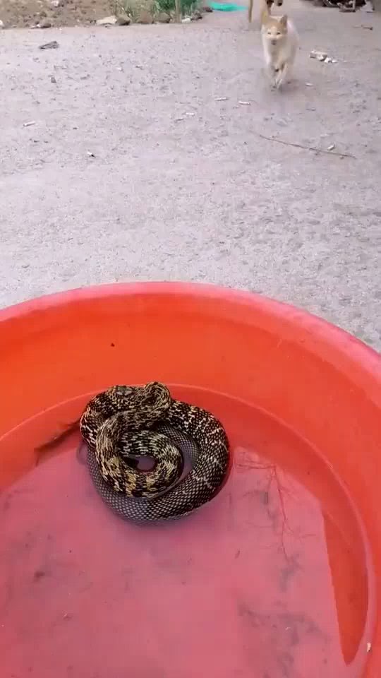 猫打蛇像玩一样