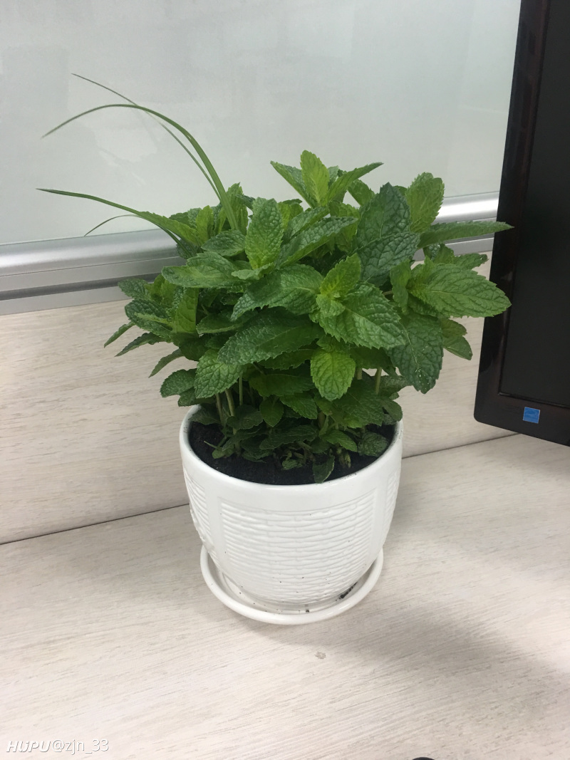 求问这是一盆什么花