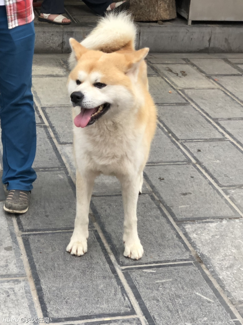 秋尼玛秋见多了 今天终于见到真秋了 虎扑
