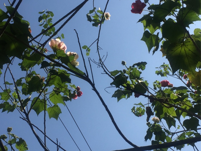 夏花秋蕊