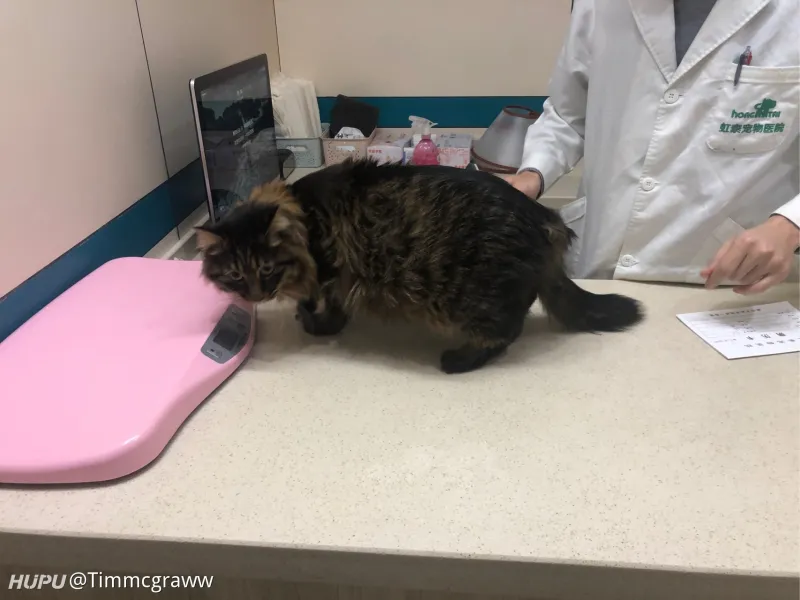 领养的小猫快一年了临近过年却差点嗝屁 步行街主干道 虎扑社区