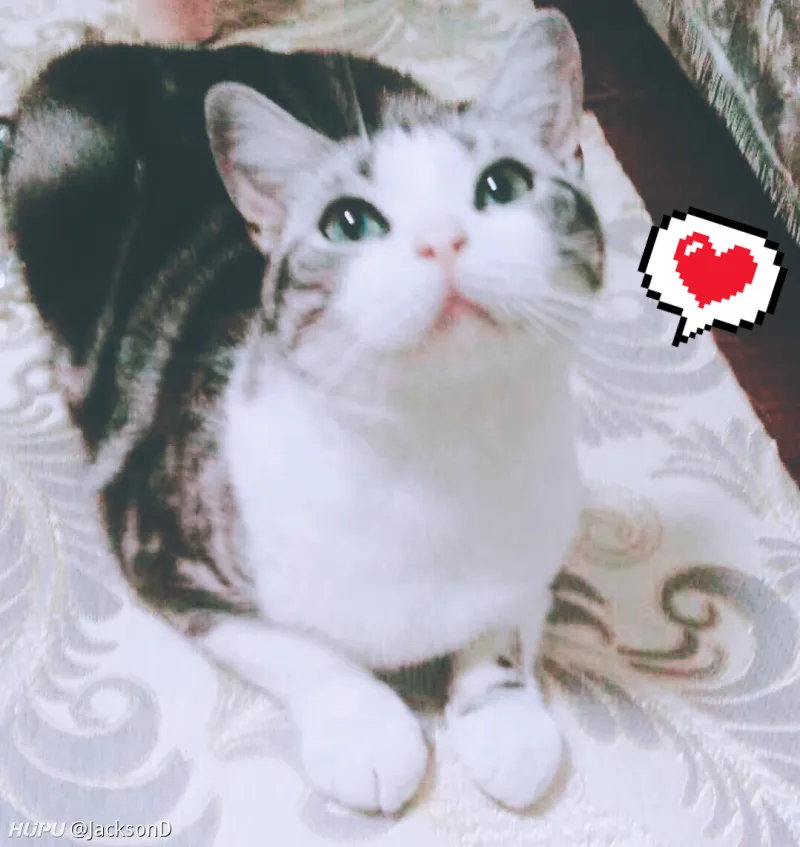 寄养在妹妹家的猫子她不肯还了 我还能要回来吗 步行街主干道 虎扑社区