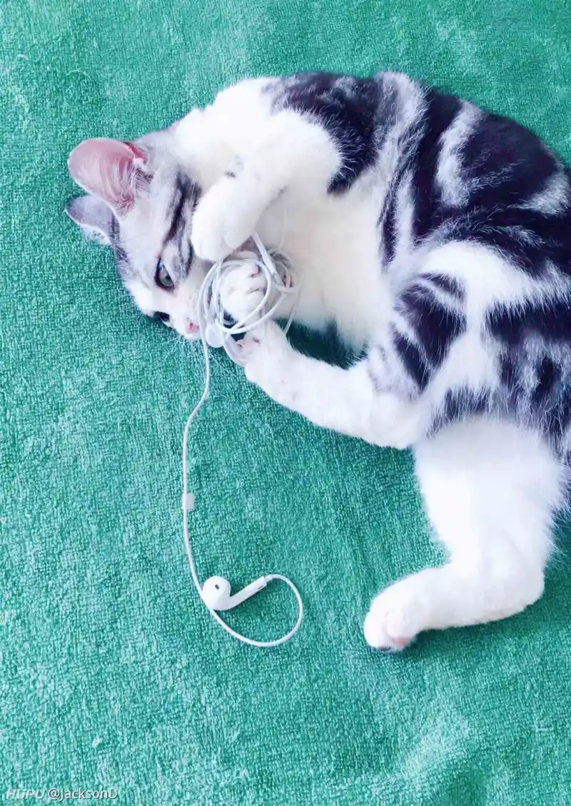 寄养在妹妹家的猫子她不肯还了 我还能要回来吗 步行街主干道 虎扑社区