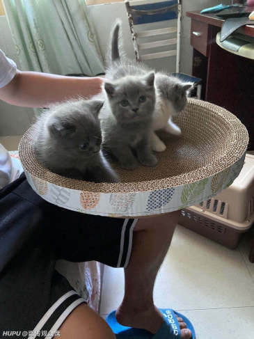 家里的猫猫生宝宝 当主人的我间接性害死了三个宝宝 虎扑 家里的猫猫生宝宝 当主人的我间接性害死了三个宝宝 虎扑