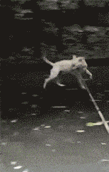 153_242gif 动态图 动图