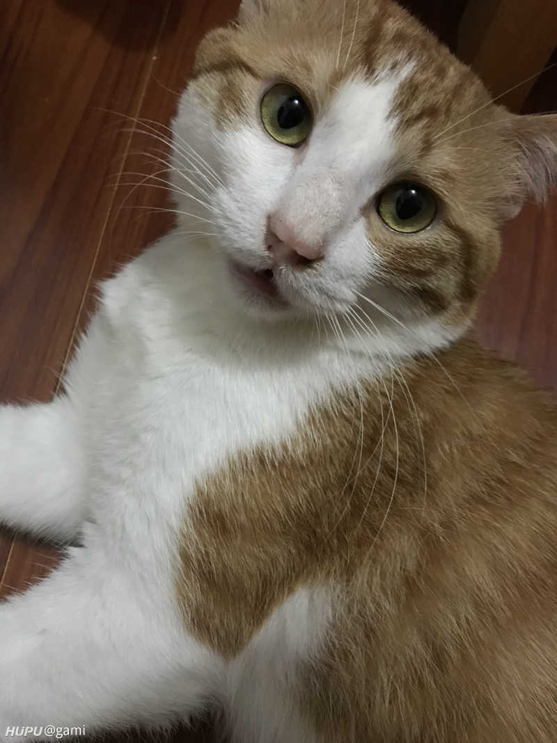 博朗剃须刀哪种好?