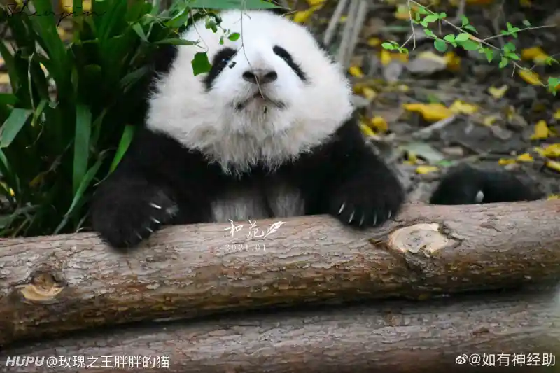 大熊猫和花揉眼睛 真是太可爱了 步行街主干道 虎扑社区