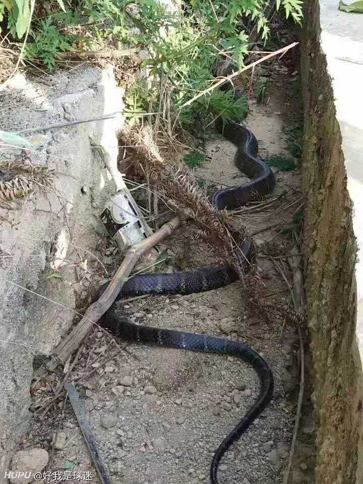 大家好,这是什么蛇?