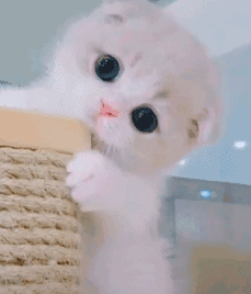 Jrs惯我一次 想要可爱猫咪的表情包 虎扑 Jrs惯我一次 想要可爱猫咪的表情包 虎扑