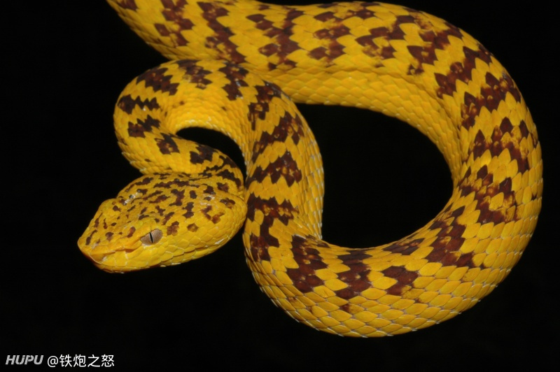 针对刚才看到有关于蝰蛇科和眼镜蛇科的比较_虎扑