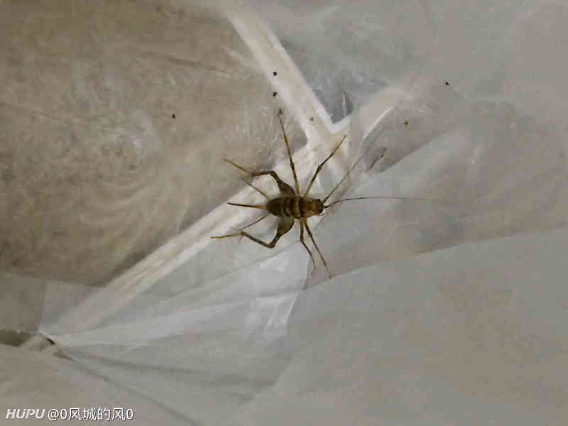 这是一种什么昆虫 虎扑