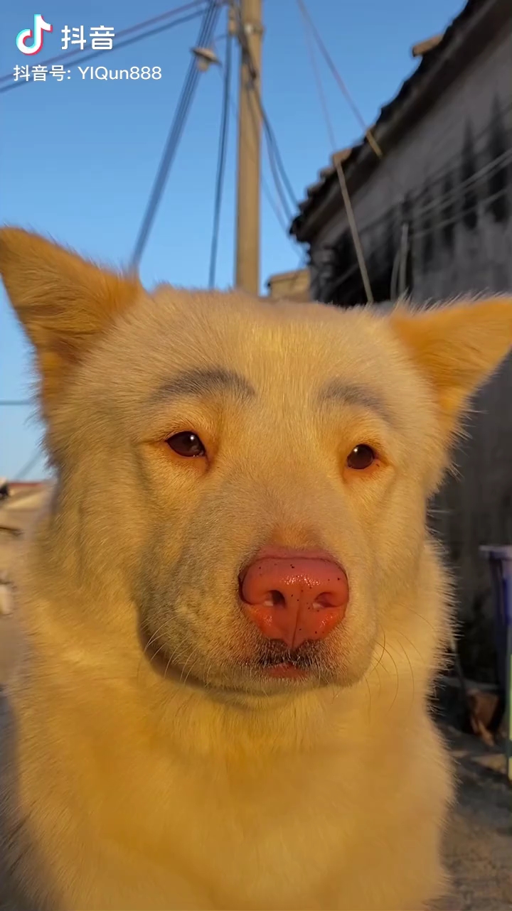 这狗子怎么这么长得像人