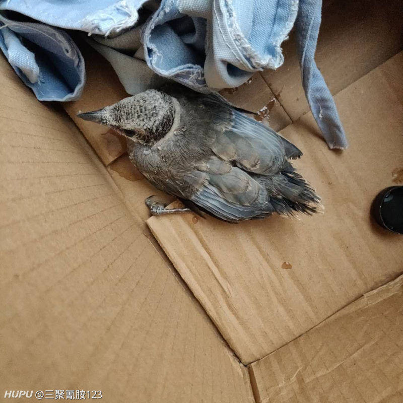 小鸟腿受伤了,我们给他包扎了一下,但是不知道是什么品种,需要送到