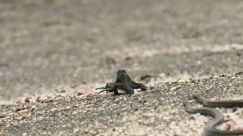 小蜥蜴蛇口逃生这身手堪比常山赵子龙