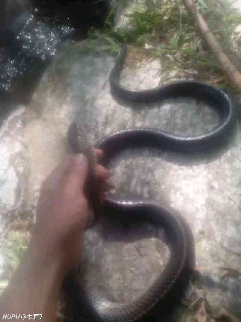 给大家分享一下我知道的蛇类知识 虎扑