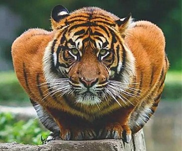 那必须是健身虎