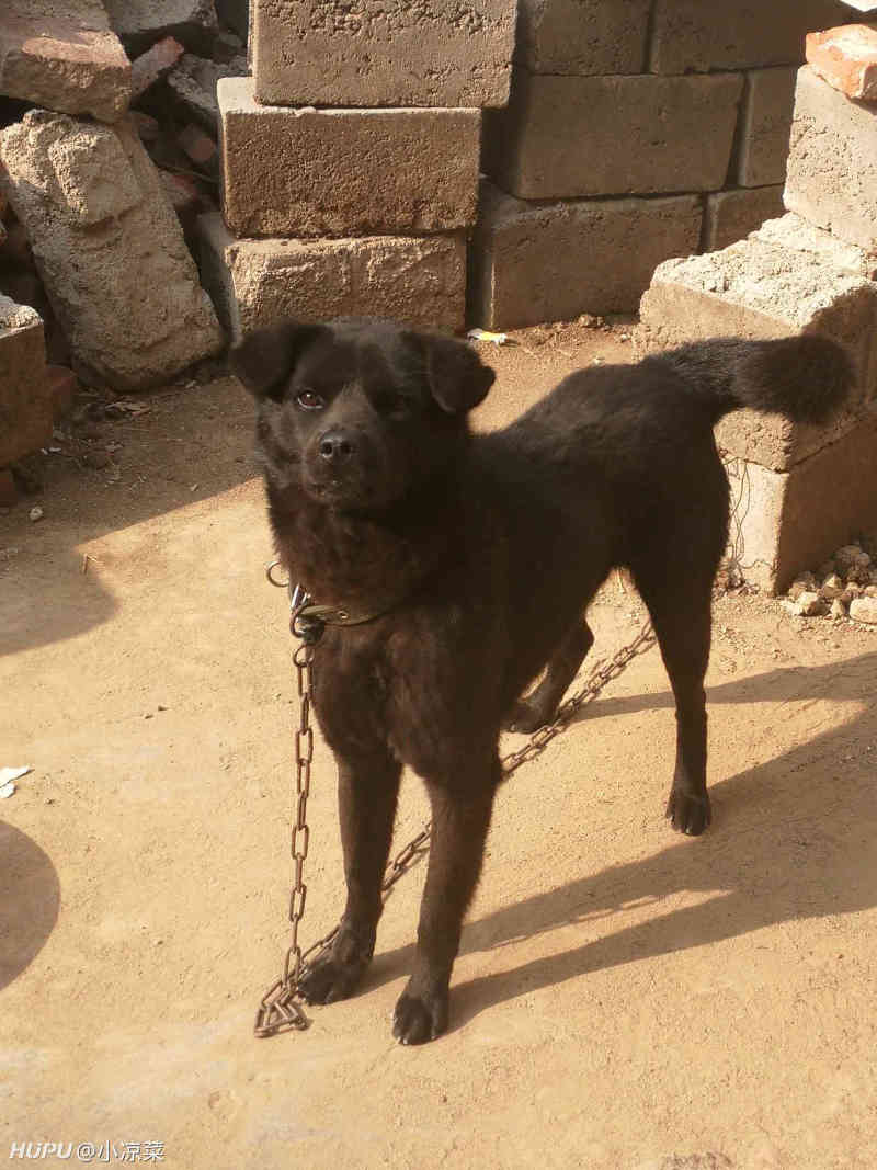 大家看看我们家这纯黑无杂毛的土狗怎么样?