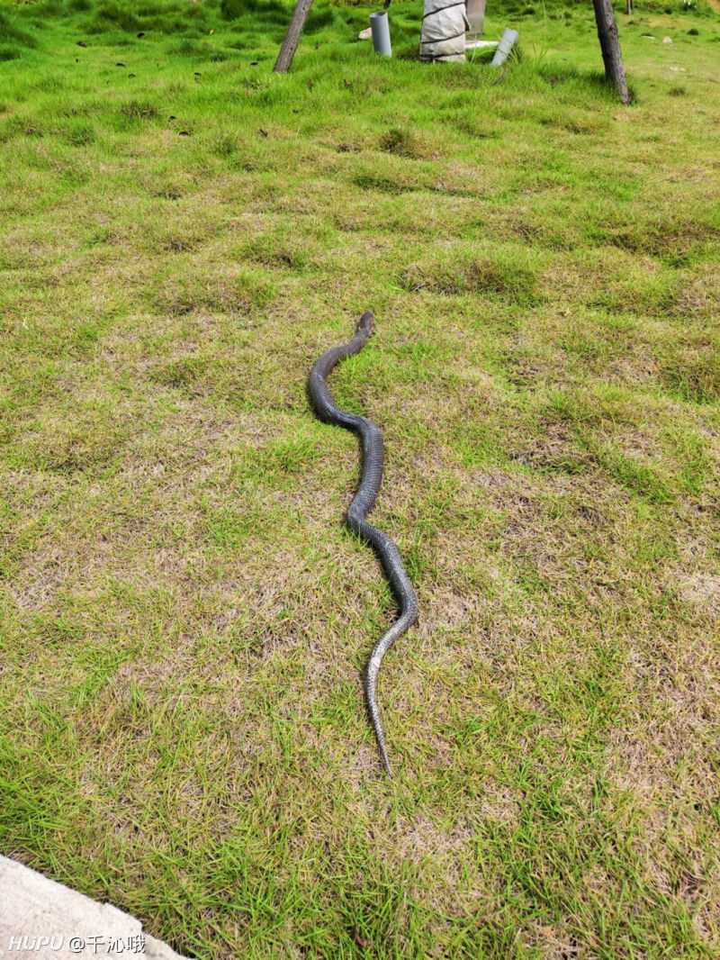 在学校草坪上窜出一条蛇,看看这是啥蛇?