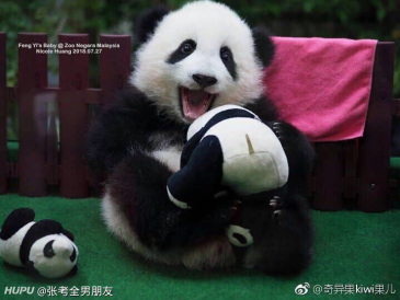 国宝高空坠落集锦,真的对自己体重没点数?zt