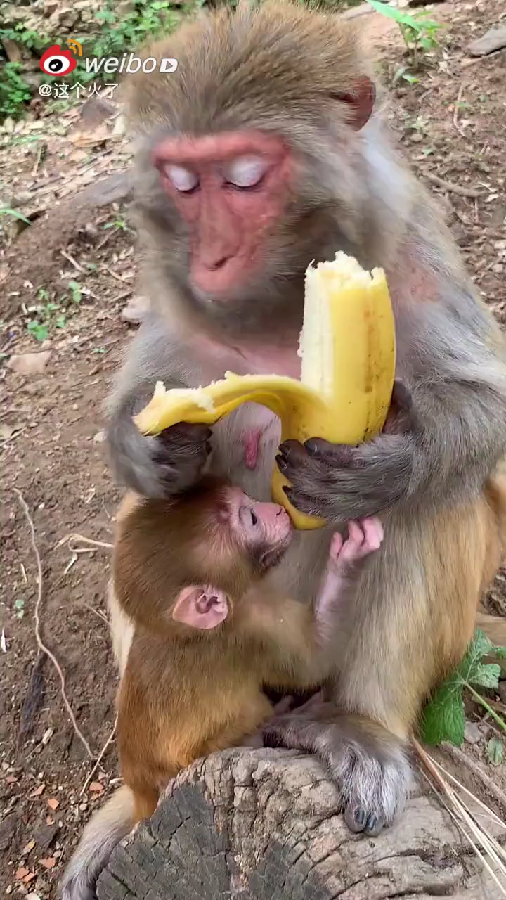 这猴子吃的比人还讲究