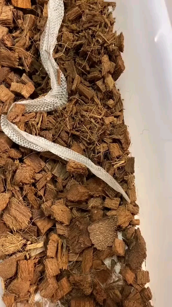 鳞片闪闪发光有人认识这是什么蛇吗