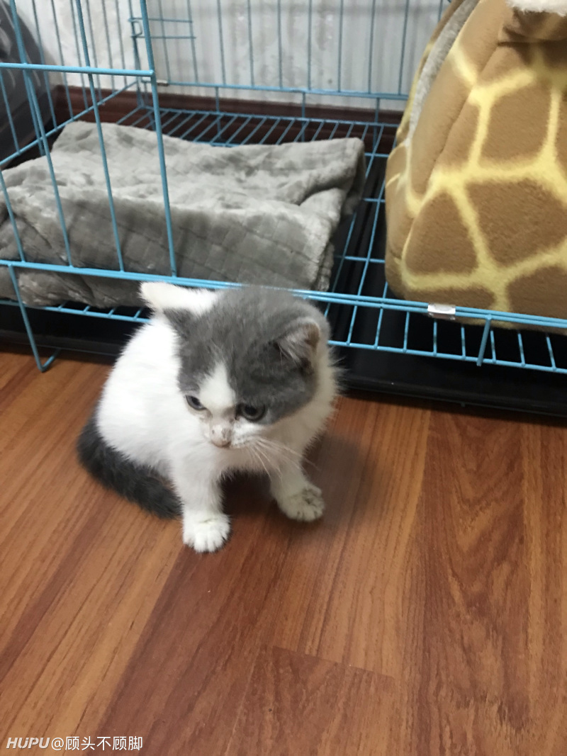 1300买的异瞳蓝白英短,大家看看怎么样