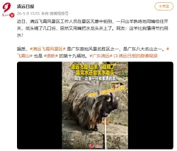 广东一景区山羊会自助喝水，喝完自己关上水龙头
