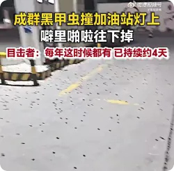 加油站被密密麻麻黑甲虫占领，目击者回应