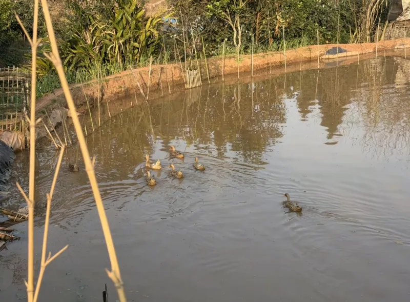 名記：公牛想續約西蒙斯和艾維 懷特和道蘇姆截止日離隊已成必然
